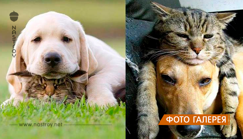 20 примеров очаровательной дружбы котов и собак