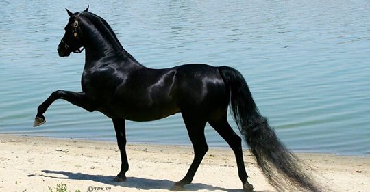 20 чудесных лошадей, от красоты которых перехватывает дыхание