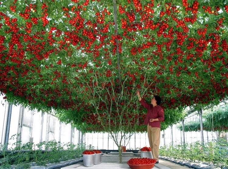 В Израиле вырастили помидорное дерево невероятных размеров — это стоит увидеть!