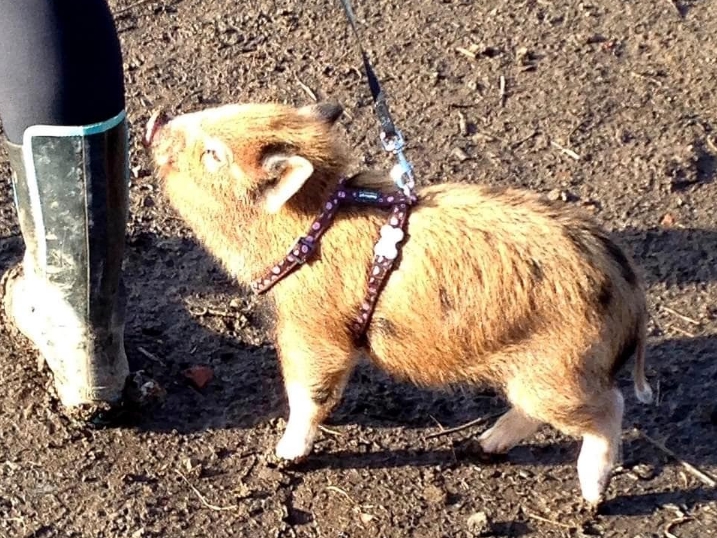Британец купил мини-пига, но свинка выросла совсем не мини и заставила хозяев отказаться от бекона