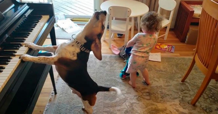 Мужик снял на видео, как его дочь танцует под музыку, которую на пианино играет собака