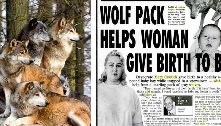 Дикие волки спасли беременную женщину во время бури и стали ее акушерами