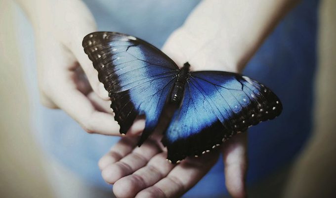 Легенда о синей бабочке