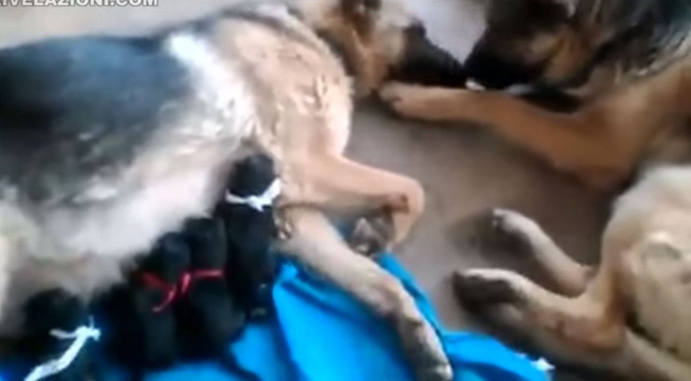 Видео, как пес жалеет свою подругу после долгих родов, растрогало пользователей сети