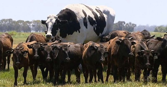 В Австралии живет гигантский бык ростом в 2 метра