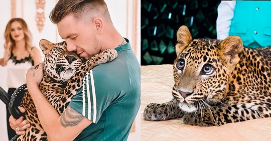 Житель Екатеринбурга выкупил больного леопарда в зоопарке и теперь он живет в его квартире