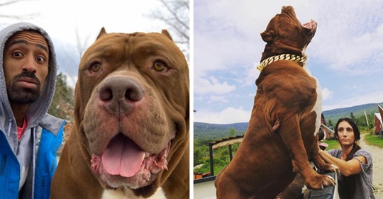 Пёс по кличке Халк — один из самых больших питбулей в мире, и его имя подходит ему как ничто другое