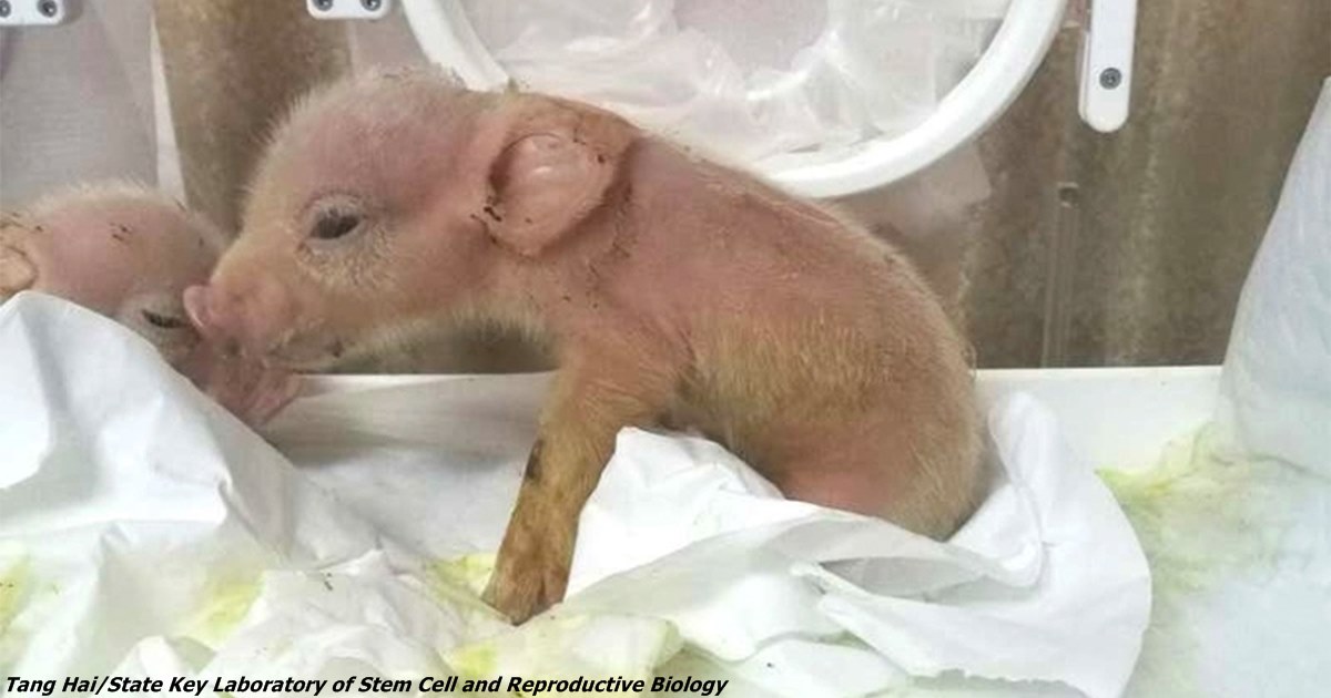 В Китае вырастили первый гибрид свиньи и обезьяны