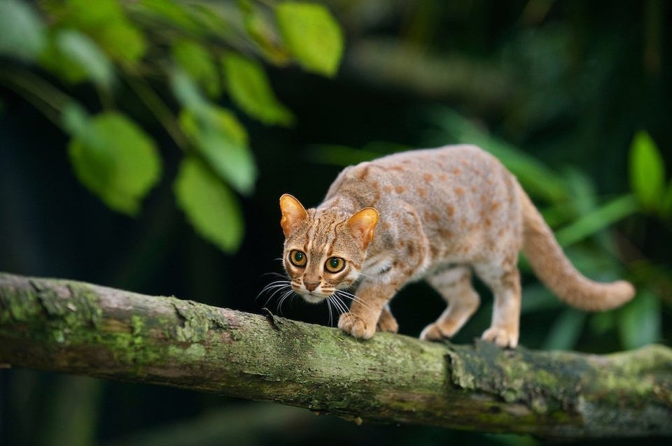 12 фото загадочных ржавых кошек (они правда так называются) — самых маленьких диких котов в природе
