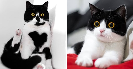 Кошки из Нидерландов покоряют всех своим безумным взглядом, а каждый их снимок достоин стать мемом