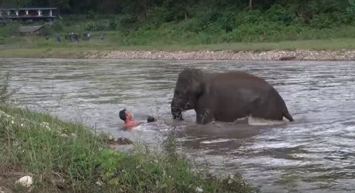 Слонёнок решил, что его друг тонет, и бросился на помощь (Видео) 