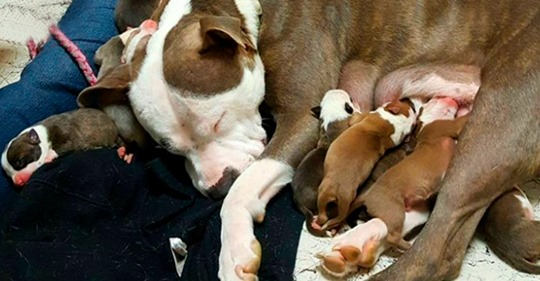 Женщина приютила брошенную беременную собаку. За доброту песик отплатил ей любовью
