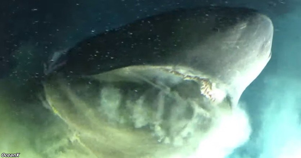 В Мексиканском заливе живут акулы, которые пережили динозавров — вот видео