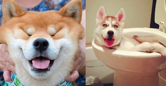 Смешные снимки собак, которые дарят позитив