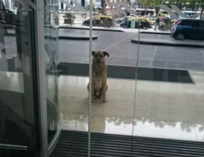 Стюардесса подобрала бездомного пса, который 3 месяца ждал её у аэропорта