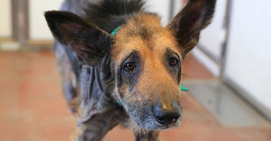 Бездомный пёс попал к волонтёрам в ужасном состоянии, но они быстро показали, какой красавчик в нём прятался