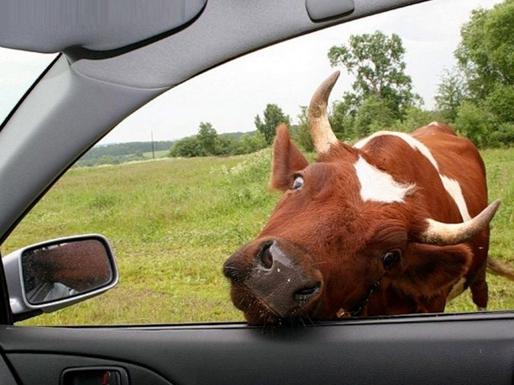 Анекдот: Стоит дедок с коровой и машину ловит. Останавливается джип. Стекло опускается, мужик говорит