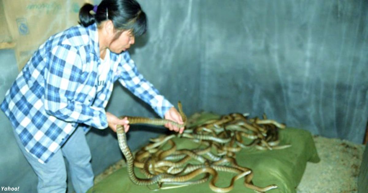 Китайский коронавирус передался людям от змей