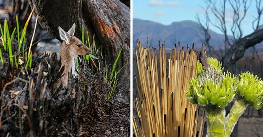 12 фотографий австралийской природы, которая начала восстанавливаться после смертоносных пожаров