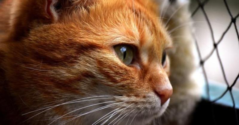  Кота, застрявшего в стене супермаркета, спасли через два года