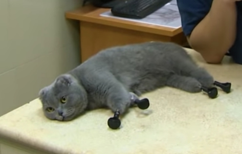 Айболиты установили кошке Дымке «новые ножки»