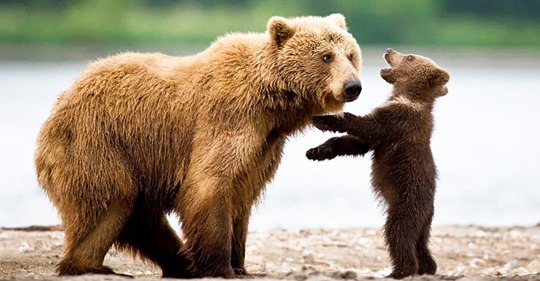 Мамина забота: 15 трогательных фотографий медведиц и их малышей