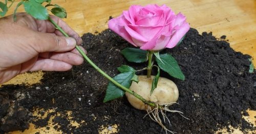 Метод выращивания розы в картошке. Отличный способ для будущего пышного куста! 