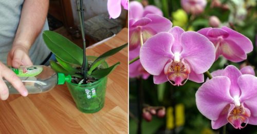 Отличное домашнее удобрение для орхидей. Всего несколько поливов и ваши орхидеи не узнать! 