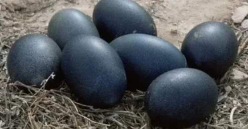 На своём участке фермер нашёл странные яйца чёрного цвета. Что в итоге вылупилось?