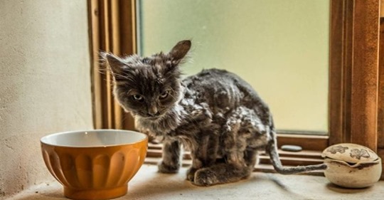 Как худющий скелетик превратился в роскошного кота Барли