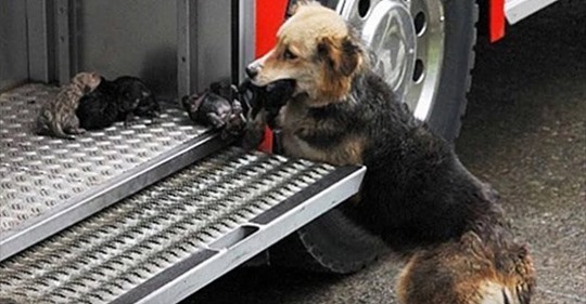 Собака выносила своих щенков из огня в пожарную машину, умоляя спасти ее деток