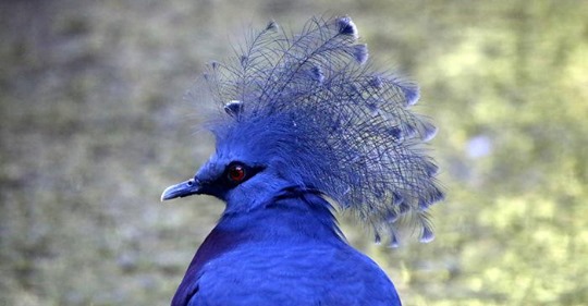 Венценосный голубь — невероятно красивая птица