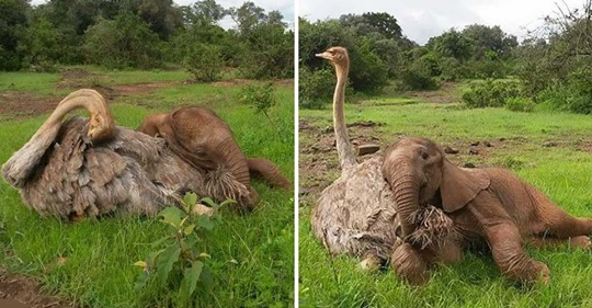 Слон-сирота потерял маму, но приобрел друга. Он каждый день обнимает страуса