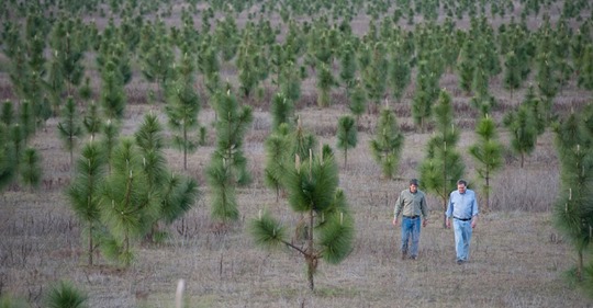 8 000 000 деревьев высадил мужчина, чтобы восстановить лес, вырубленный еще в 30-х годах 