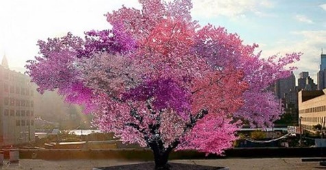 В Америке растёт дерево-гибрид с 40 видами фруктов