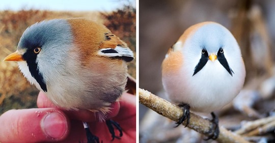 17 фотографий усатых синиц — самых круглых и мультяшных птиц в природе