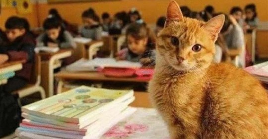Кот учится в третьем классе, а когда его не пускают в школу, то он отказывается от еды