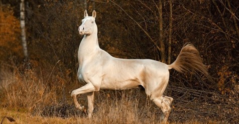Самая редкая и удивительная масть лошади — Изабелловая