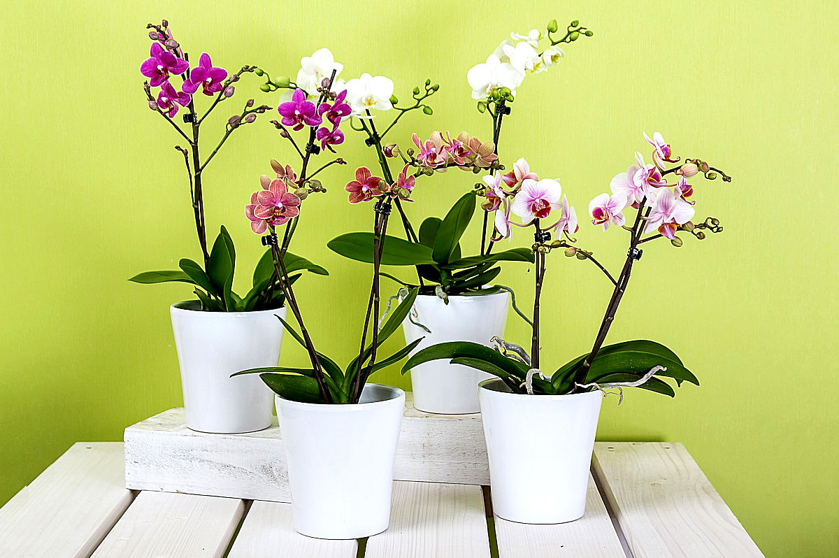 7 важных секретов по уходу за орхидеями, благодаря которым она будет цвести круглый год