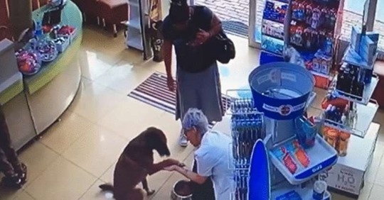 Умный пес зашел в аптеку и попросил о медицинской помощи