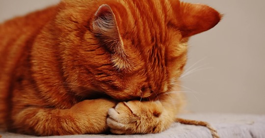 Топ-10 фотографий, которые доказывают, что кошка ранимая душа и даже умеет обижаться