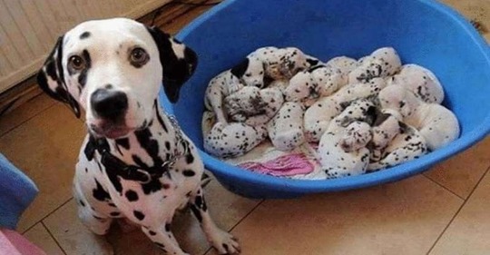 Трогательные фотографии мам собак с их щенками