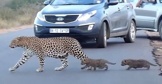 Уникальные кадры: мама леопард переводит своих котят через дорогу