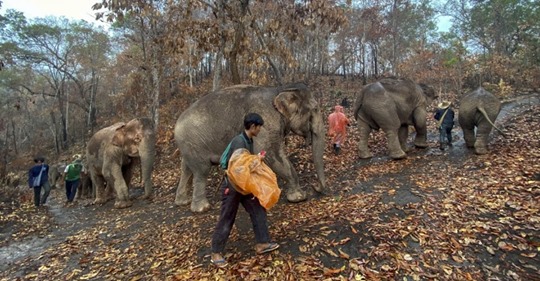 В Таиланде слонов возвращают в естественную среду обитания из за COVID 19. К ним больше не приходят туристы