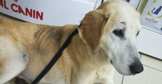 Хозяин оставил слепую собаку зимой в полях, но её спасли волонтеры