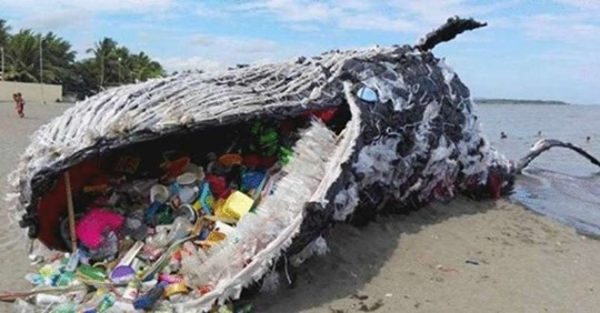 В желудке кита обнаружили 40 килограммов пластиковых пакетов