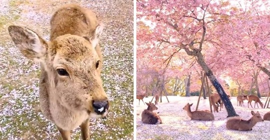 Фотограф снял оленей в японском парке во время цветения сакуры, и выглядят эти кадры как сказка наяву
