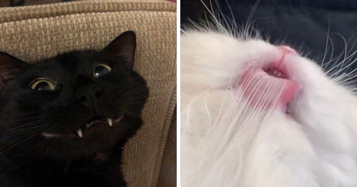 15 случаев, когда коты показали свои зубы и выглядели при этом милыми дурашками