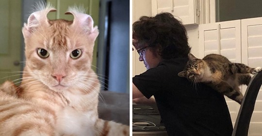 16 фотографий котов, которые точно знают, как не заставить своего хозяина скучать