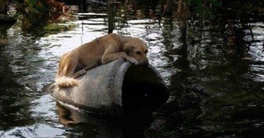 Справедливое решение: каждого человека, бросившего животное в урагане, ожидает наказание от правительства…